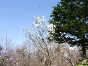 コブシの花