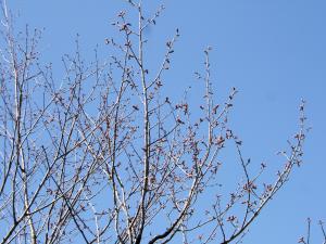 神山ロッヂ前桜