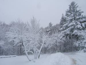 本格的な降雪（神山ロッヂ周辺）