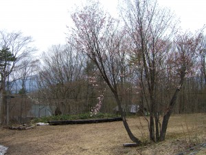 野尻湖もようやく春が訪れました。