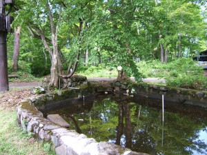 きれいになった池にモリアオガエルが