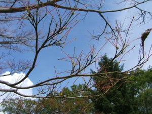 マイマイガが大量発生