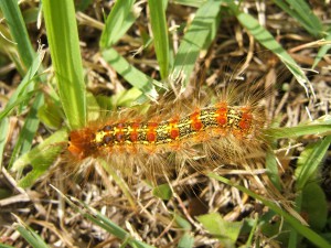 マイマイガが大量発生