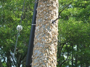 マイマイガが大量に羽化