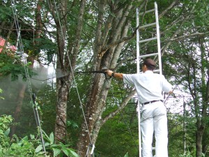 マイマイガの卵の駆除作業