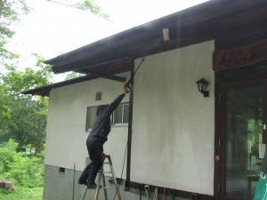 マイマイガの卵の駆除作業