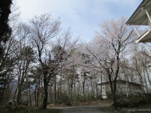 野尻湖もさくらが満開です。