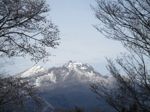 野尻湖もさくらが満開です。