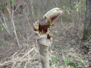 野尻湖もさくらが満開です。