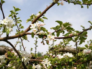 野尻湖周辺に足を延ばしてみては。