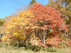 秋晴れの１日