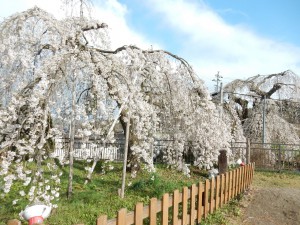 袖之山の桜