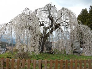 袖之山の桜