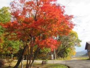 色鮮やかな秋のグリーンタウン