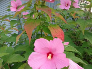 芙蓉の花が満開です。