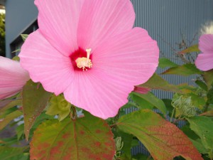 芙蓉の花が満開です。