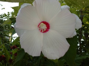 芙蓉の花が満開です。