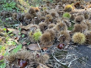 『信濃町の秋・里の秋・実りの秋』